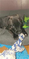 adoptable Dog in , WI named Quinn Haley -Cane Corso pup
