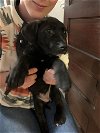 adoptable Dog in , WI named Rogue-Cane corso pup
