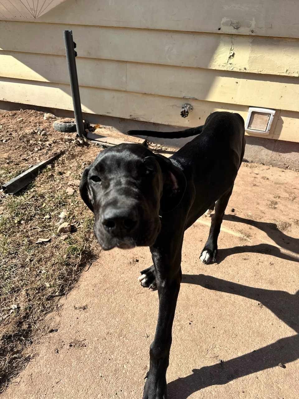 adoptable Dog in Appleton, WI named Major