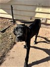 adoptable Dog in appleton, wi, WI named Major