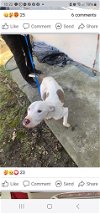adoptable Dog in , WI named Clyde