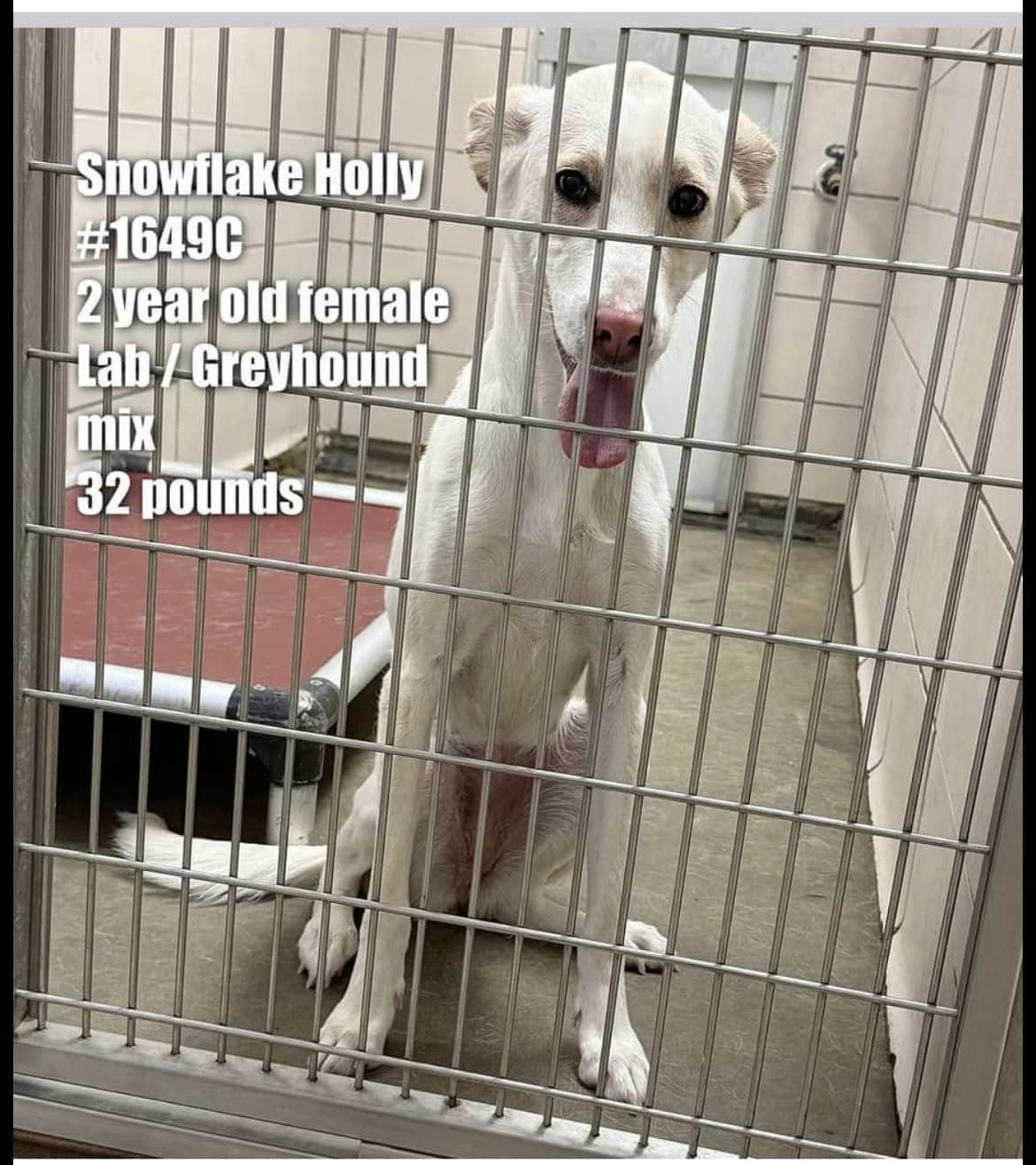 adoptable Dog in Appleton, WI named Holly Snowflake