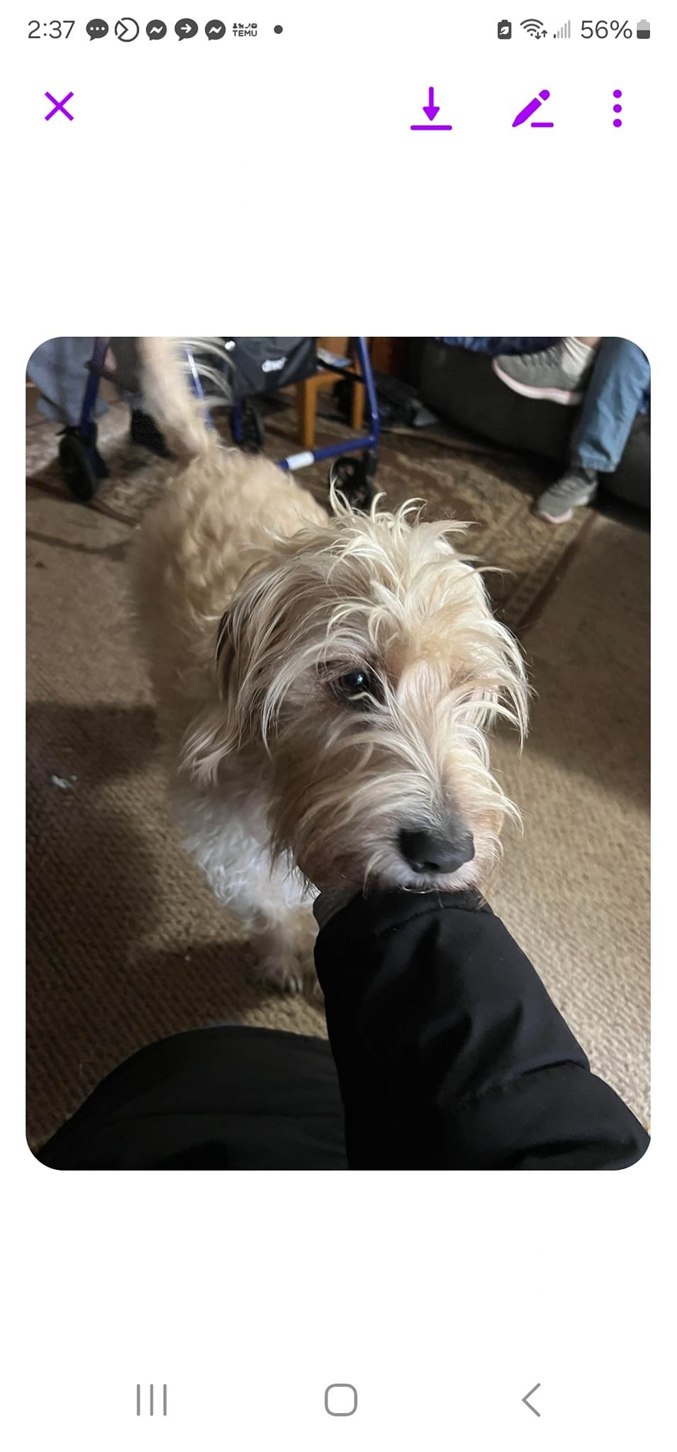 adoptable Dog in Appleton, WI named Winston- terrier