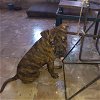 adoptable Dog in appleton, wi, WI named Kelce