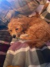 adoptable Dog in appleton, wi, WI named Miles