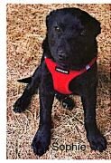 adoptable Dog in Appleton, WI named Sophia - Texas