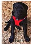 adoptable Dog in , WI named Sophia - Texas