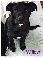 adoptable Dog in Appleton, WI named Willow - Texas