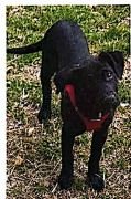 adoptable Dog in Appleton, WI named Ranger