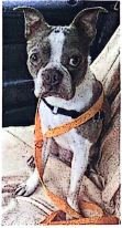 adoptable Dog in Appleton, WI named Milo