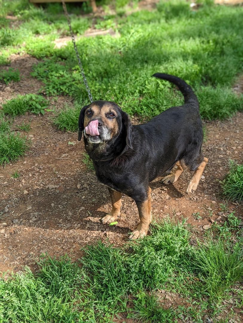 Dog for Adoption Jack, a Black and Tan Coonhound in Surry County, NC