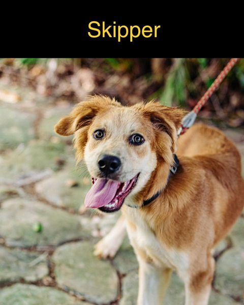 Skipper