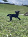 Billy