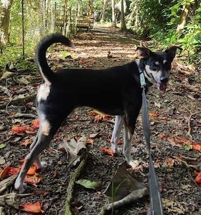 adoptable Dog in Luquillo, PR named King