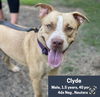 Clyde (in NY)