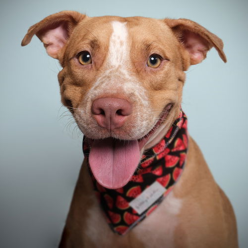 Clyde (in NY)
