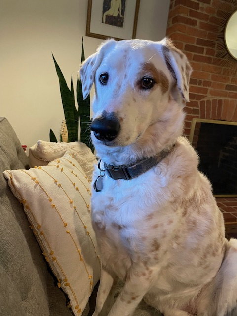Gigi Freckles aka Maple