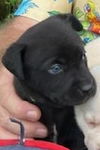 Blue aka Poppy  - D230163