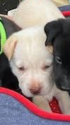 Betty aka White pup pink nose female - D230165