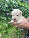 Betty aka White pup pink nose female - D230165