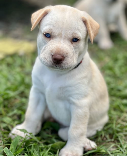 Betty aka White pup pink nose female - D230165