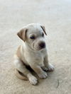 Betty aka White pup pink nose female - D230165