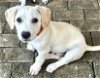 adoptable Dog in , PR named Petey (Foster in PR)