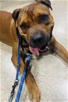 adoptable Dog in , PR named Rudy