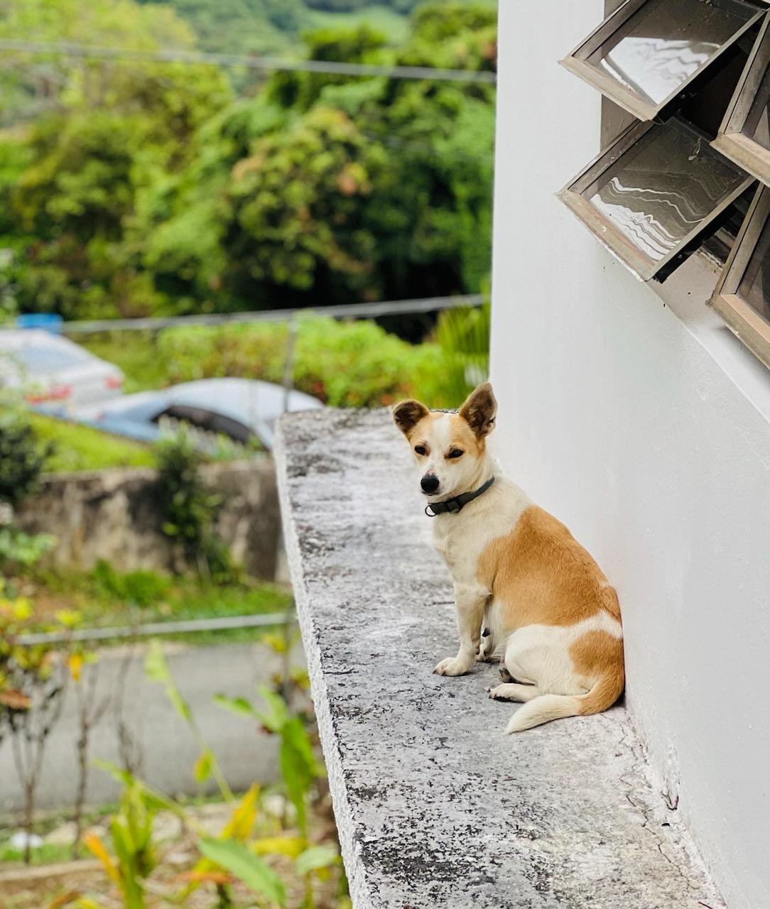 adoptable Dog in Luquillo, PR named Trixie