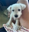 adoptable Dog in , PR named Marshmallow