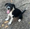 adoptable Dog in  named Zara (Foster in Puerto Rico)