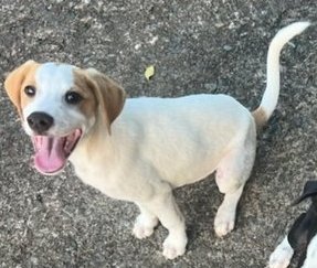 adoptable Dog in Pittsburgh, PA named Zuma aka Zuna aka Mickey (Foster PA)