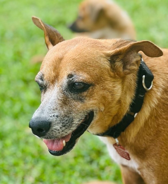 adoptable Dog in Luquillo, PR named Ginger (Foster in PR)