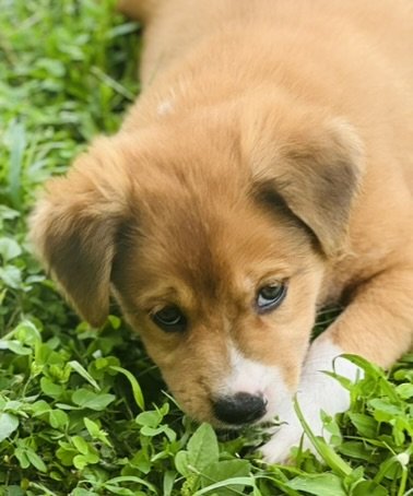 adoptable Dog in Luquillo, PR named Nutmeg (Foster in PR)