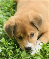 adoptable Dog in , PR named Nutmeg (Foster in PR)