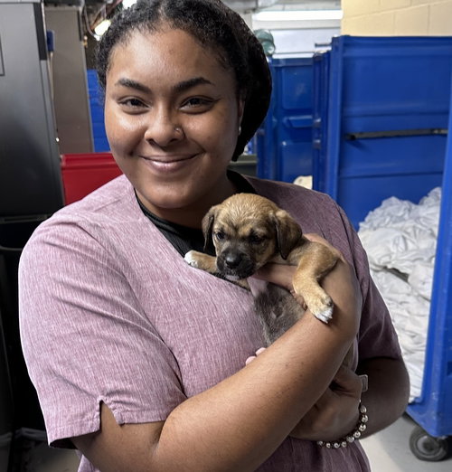 6 Rio Mar pups  2