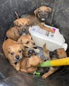 6 Rio Mar pups  6