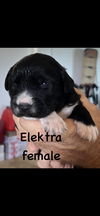 Elektra