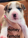 Honey (Foster in PA)