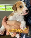 Honey (Foster in PA)