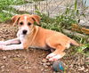 Honey (Foster in PA)