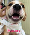 Honey (Foster in PA)