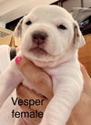 Vesper (Foster in PA)