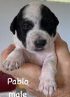 Pablo (Foster in PA)