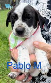 Pablo (Foster in PA)