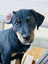 Cher (Foster in PR)