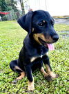 Cher (Foster in PR)