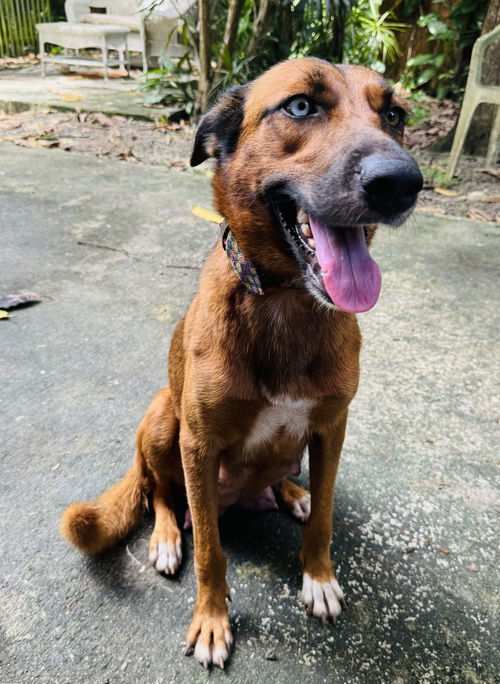 Nala (Foster in PR)