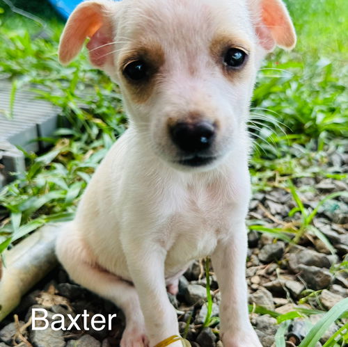 Baxter (Foster in PR)