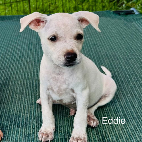 Eddie (Foster in PR)